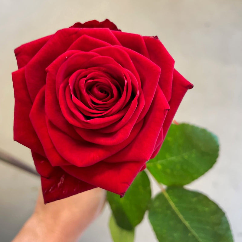 Langstilket Rose til Studenten – Rød eller Hvid | BringBlomster
