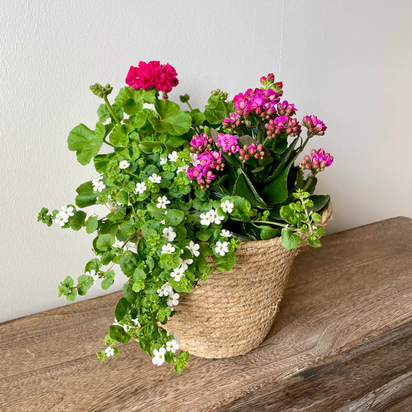 SOMMERBLOMSTER I SØGRÆSKURV
