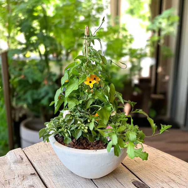 Sommerplantning med slyng i rå cementkrukke