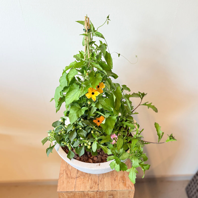 Sommerplantning med slyng i rå cementkrukke