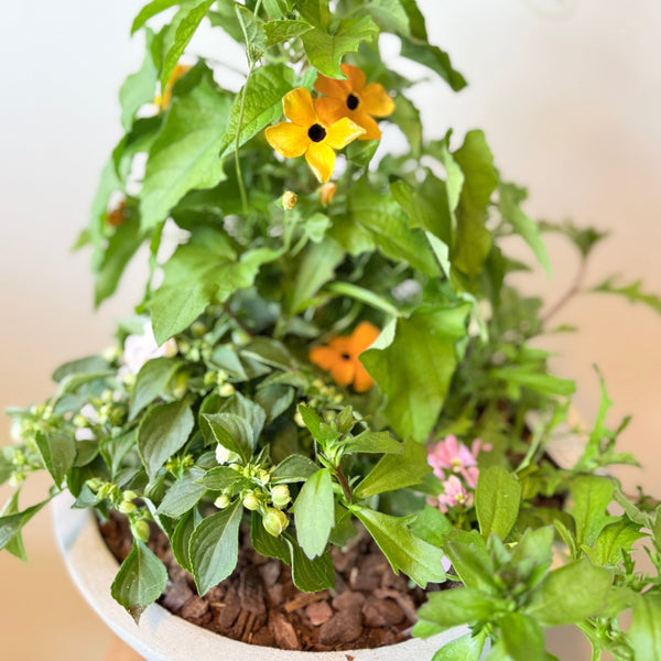 Sommerplantning med slyng i rå cementkrukke