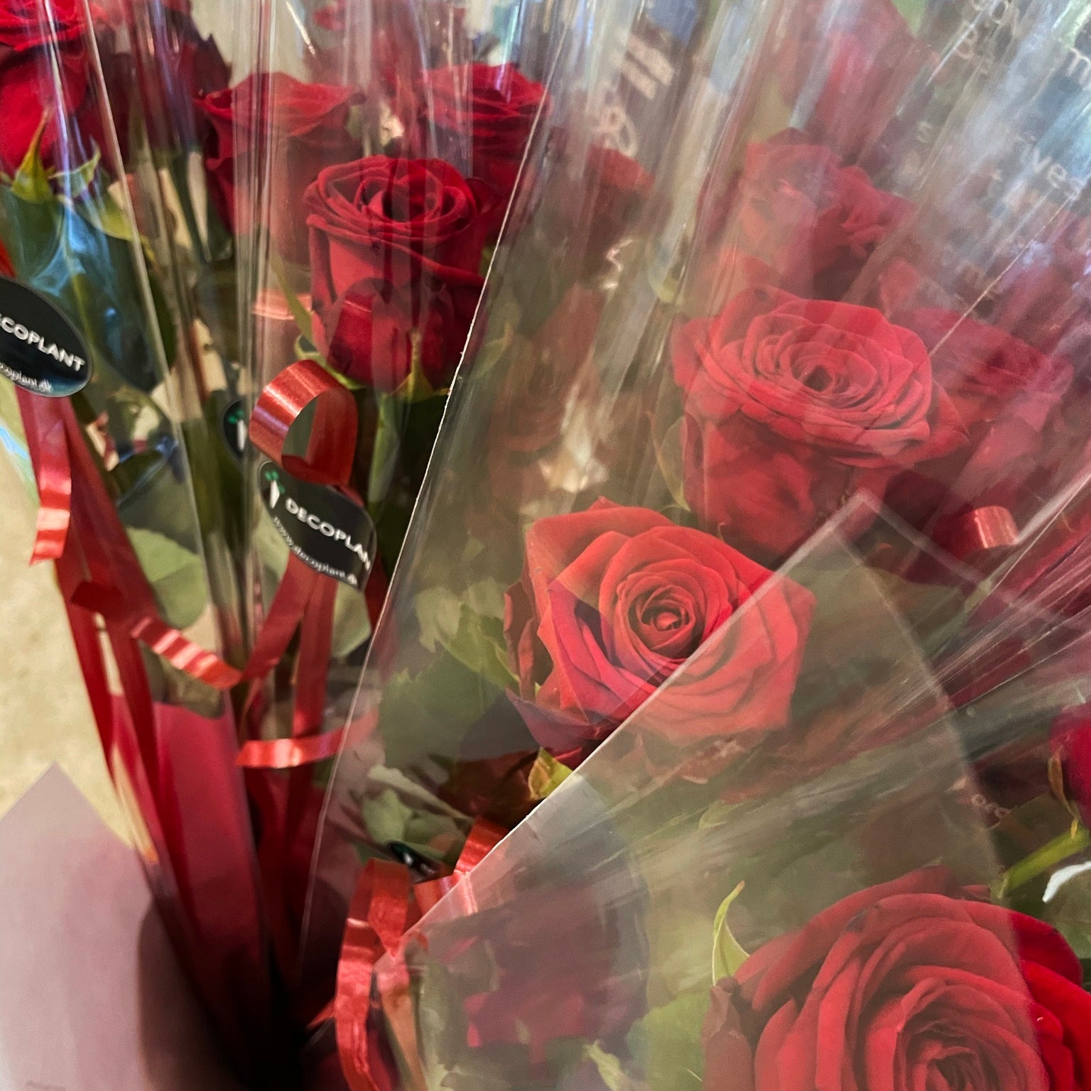 Langstilket Rose til Studenten – Rød eller Hvid | BringBlomster