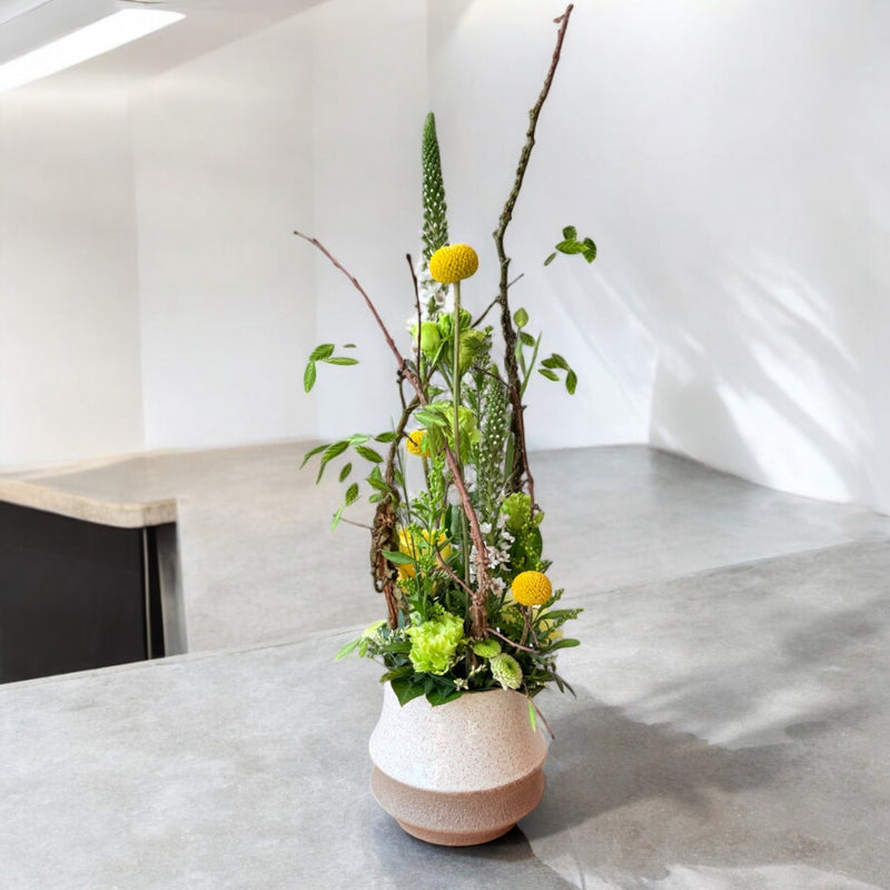 Månedens Blomst April - Direktørens Drøm